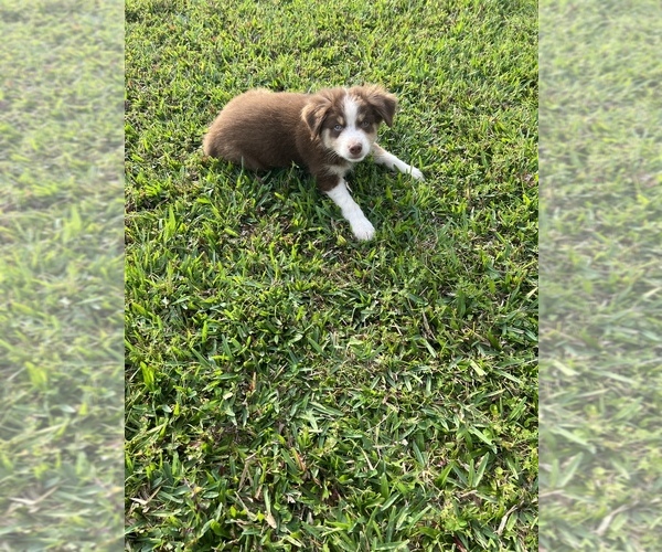 Medium Photo #3 Australian Shepherd Puppy For Sale in HOLIDAY, FL, USA