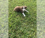 Small Photo #3 Australian Shepherd Puppy For Sale in HOLIDAY, FL, USA