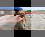 Small #2 Brussels Griffon