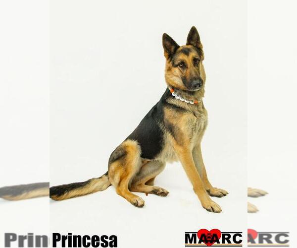 Medium Photo #1 German Shepherd Dog Puppy For Sale in Maryville, TN, USA