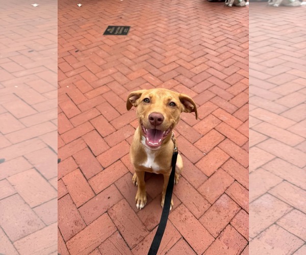 Medium Photo #3 Mutt Puppy For Sale in Greenville, SC, USA
