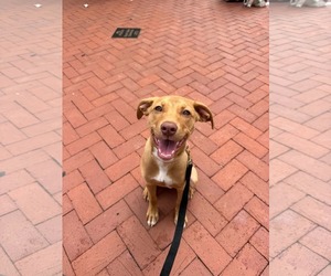 Clarabelle - Female Mutt Dog for Adoption - Photo #3