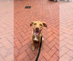 Small Photo #3 Mutt Puppy For Sale in Greenville, SC, USA