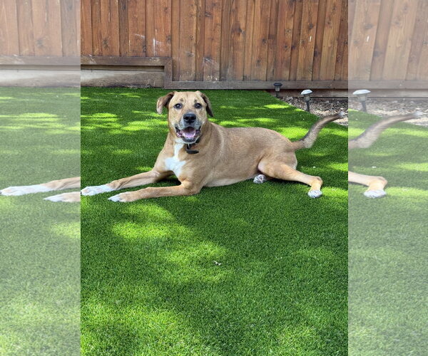 Medium Photo #1 Boxer-Unknown Mix Puppy For Sale in McKinney, TX, USA