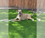 Small Boxer Mix