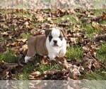 Puppy 5 Boston Terrier-English Bulldog Mix