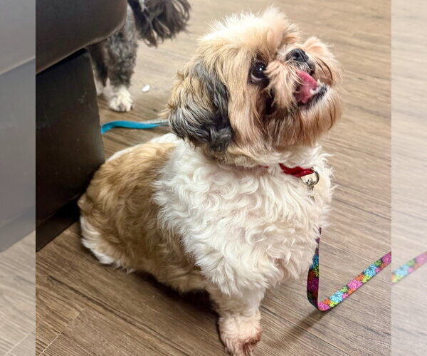 Medium Photo #3 Shih Tzu Puppy For Sale in Canton, CT, USA