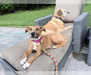 Mutt Dogs for adoption in Woodbury, NY, USA