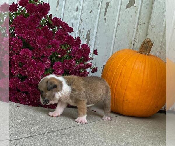 Medium Photo #2 English Bulldog Puppy For Sale in NAPPANEE, IN, USA