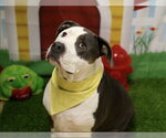 Small #1 American Staffordshire Terrier