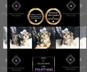 Maltipoo Puppy for sale in WARSAW, IN, USA