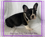 Small #9 French Bulldog