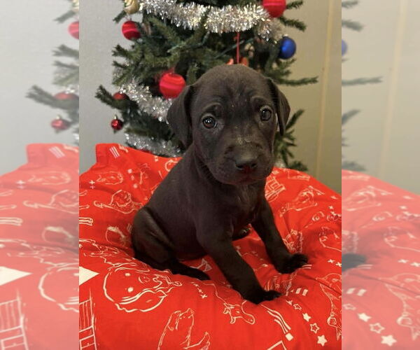 Medium Photo #1 Jack Russell Terrier-Unknown Mix Puppy For Sale in Osgood, IN, USA
