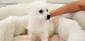Pomeranian Puppy for sale in LA MIRADA, CA, USA