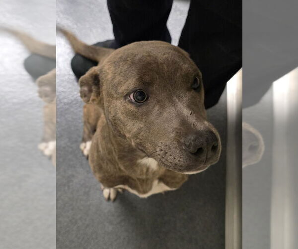 Medium Photo #1 American Pit Bull Terrier Puppy For Sale in Glen Allen, VA, USA