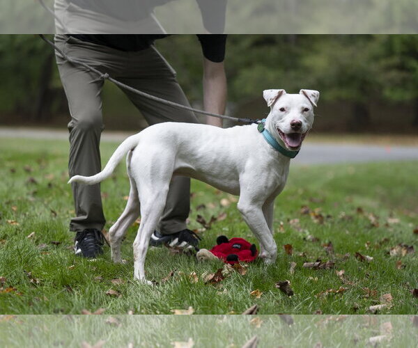 Medium Photo #4 American Staffordshire Terrier-Jack Russell Terrier Mix Puppy For Sale in Arlington, VA, USA