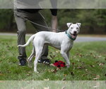 Small Photo #4 American Staffordshire Terrier-Jack Russell Terrier Mix Puppy For Sale in Arlington, VA, USA