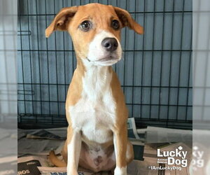 Bambino - Male Retriever -Unknown Mix Dog for Adoption - Photo #2