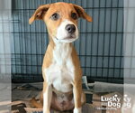 Small #1 Retriever  Mix