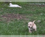 Small #3 Golden Retriever