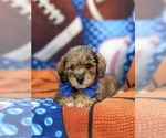 Small Photo #6 Lhasa-Poo Puppy For Sale in LINCOLN UNIVERSITY, PA, USA