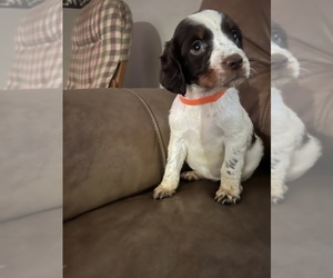 English Springer Spaniel Puppy for sale in KELSO, WA, USA