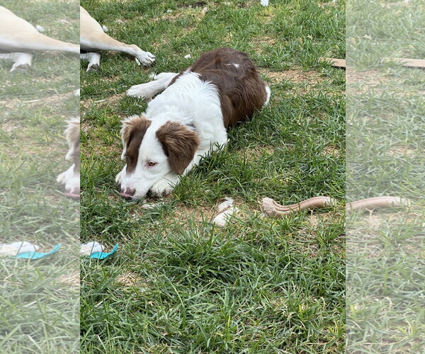 Medium Photo #10 Border Collie-Unknown Mix Puppy For Sale in Sandy, UT, USA