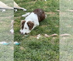 Small #9 Border Collie Mix