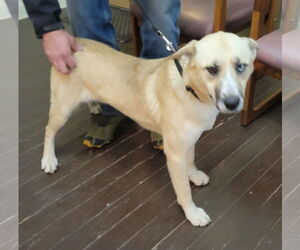 Georgia Brown - Female German Shepherd Dog-Unknown Mix Dog for Adoption - Photo #2
