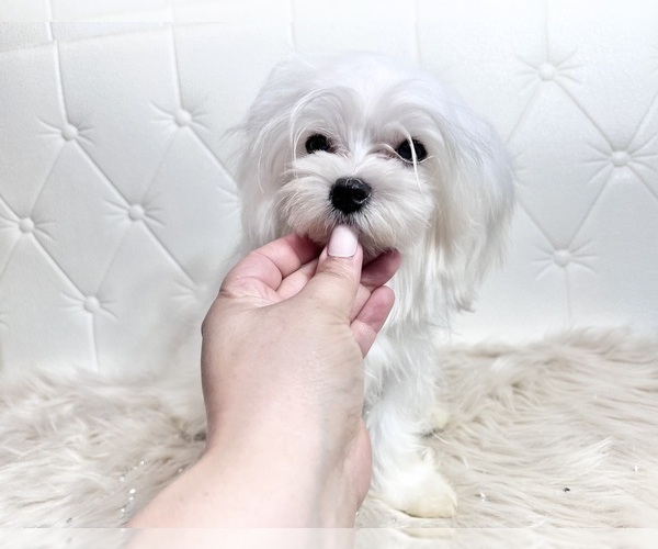 Medium Photo #17 Maltese Puppy For Sale in HAYWARD, CA, USA