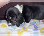 Small Photo #5 Basset Hound Puppy For Sale in VANCOUVER, WA, USA