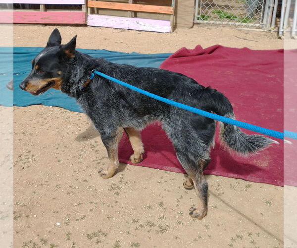 Medium Photo #2 Texas Heeler Puppy For Sale in Apple Valley, CA, USA