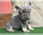 Small #3 French Bulldog