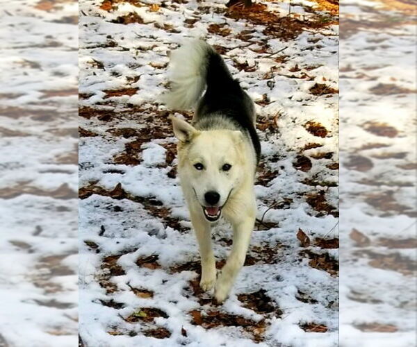 Medium Photo #6 Siberian Husky Puppy For Sale in Severn, MD, USA