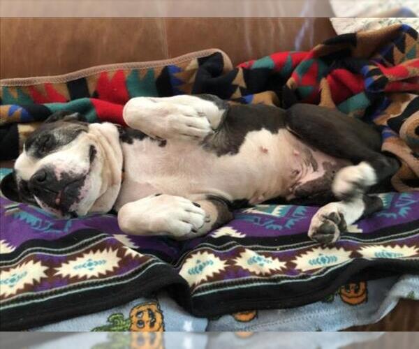 Medium Photo #3 American Staffordshire Terrier-Unknown Mix Puppy For Sale in Derwood, MD, USA