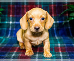 Puppy Bridget Dachshund