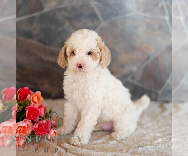 Medium Photo #4 Poodle (Miniature) Puppy For Sale in MILL HALL, PA, USA