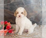 Small #3 Poodle (Miniature)