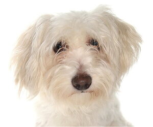 Maltichon Dogs for adoption in Oakland Park, FL, USA