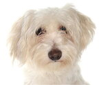 Caroline - Female Maltichon Dog for Adoption - Small photo