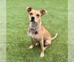 Small #13 Miniature Pinscher Mix