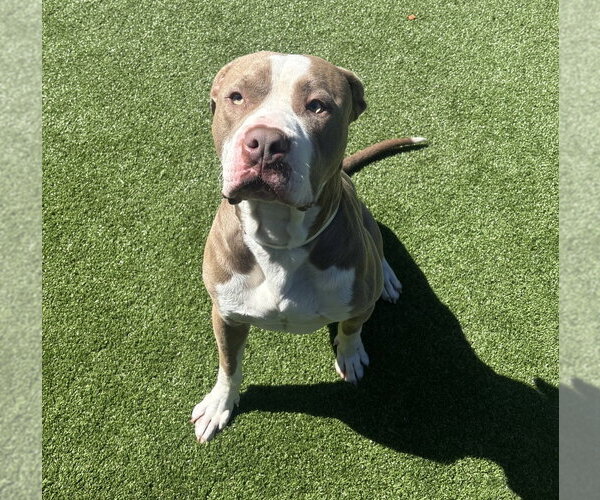 Medium Photo #2 American Pit Bull Terrier Puppy For Sale in Salinas, CA, USA