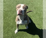 Small #1 American Pit Bull Terrier