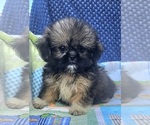 Small #2 Shih Apso-Shih Tzu Mix