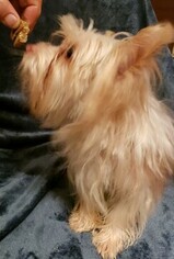 Father of the Yorkshire Terrier puppies born on 11/26/2018