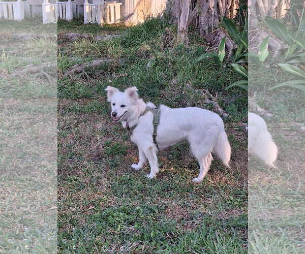 Medium Photo #14 American Eskimo Dog-Unknown Mix Puppy For Sale in Pikesville, MD, USA
