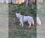 Small #13 American Eskimo Dog Mix