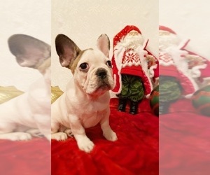 French Bulldog Puppy for sale in MOORESVILLE, NC, USA