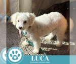 Small #7 Bichon Frise