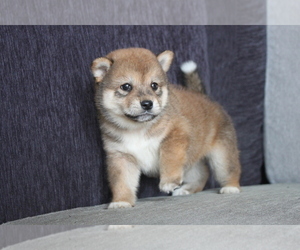 Shiba Inu Puppy for sale in MIAMI, FL, USA